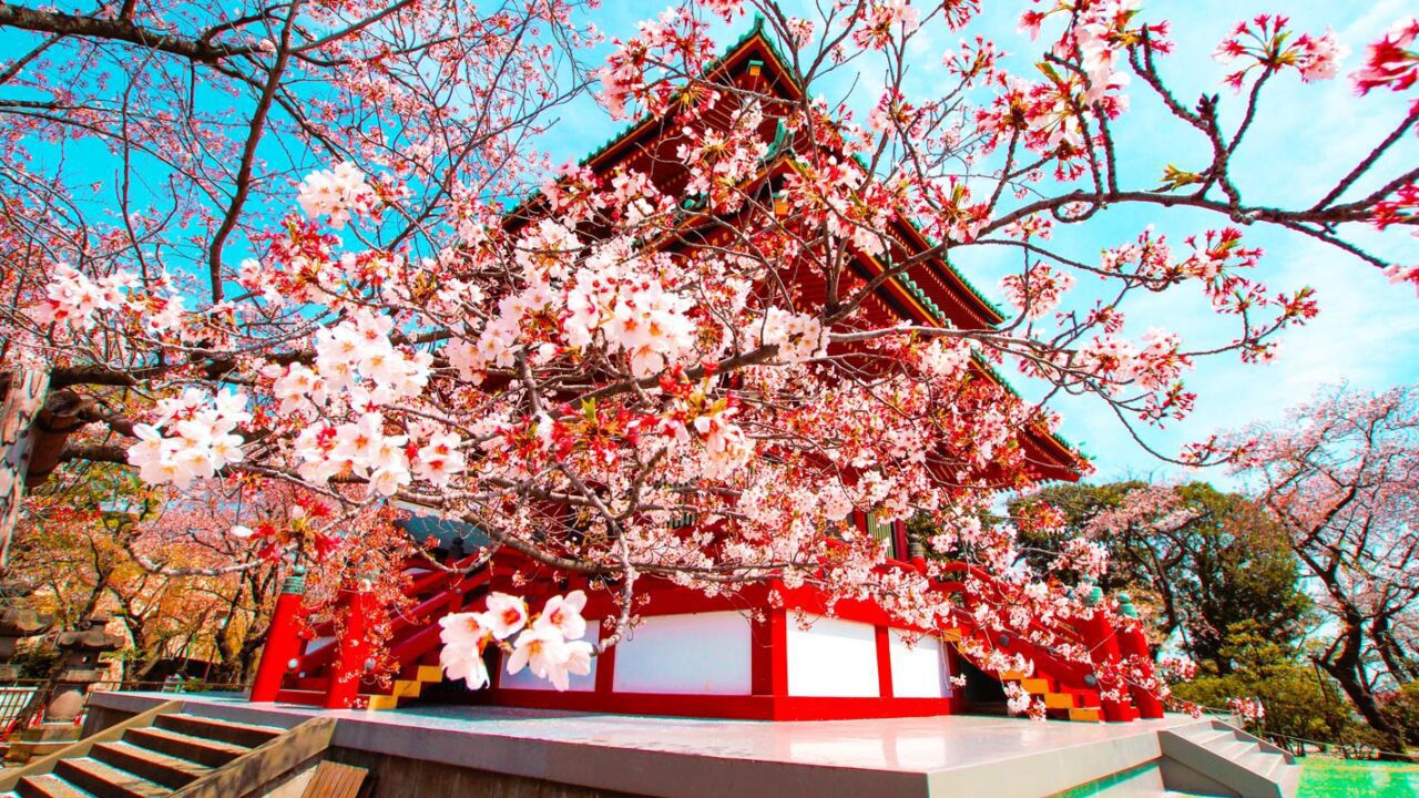 UnViaggioPerDue: Una pagoda rossa con fiori di ciliegio sullo sfondo in Giappone durante la primavera.