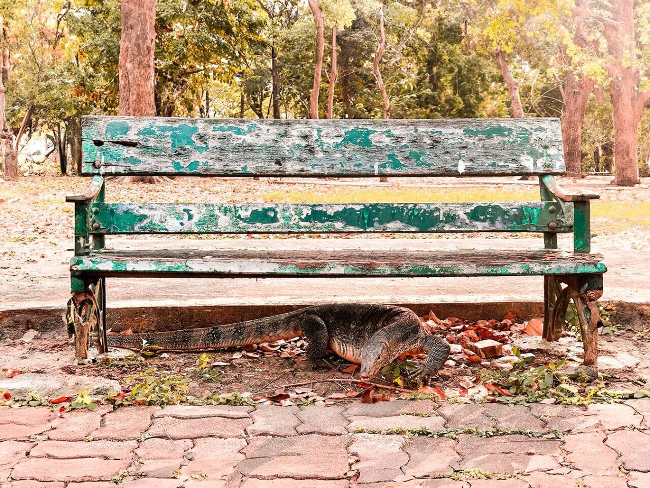 UnViaggioPerDue: Una vecchia panchina verde logora in un parco con un drago di comodo appoggiato sotto di essa su un terreno parzialmente coperto di mattoni rotti e foglie.